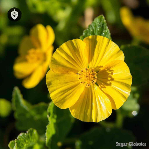 Ranunculus Repens sugar granules in orb presentation for energetic homeopathic (nonmedical) dry-form product listing