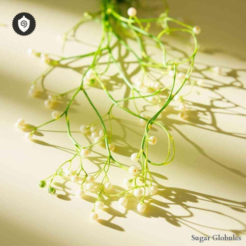 Rhipsalis Baccifera sugar granules in uniform orb format for energetic homeopathic (nonmedical) physical remedy presentation