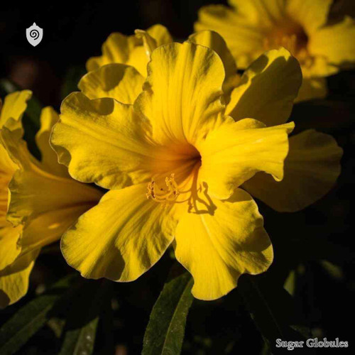 Rhododendron Chrysanthum - Pollen Rhododendri sugar orbs in spherical pellet form for energetic homeopathic (nonmedical) presentation