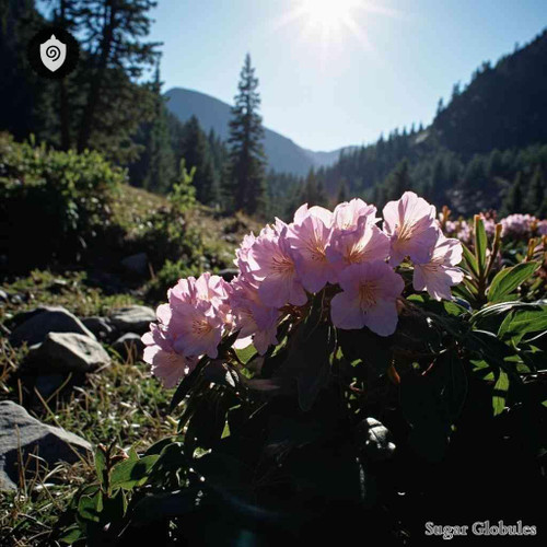 Rhododendron Hirsutum sugar spheres in spherical granule form for energetic homeopathic (nonmedical) physical product presentation