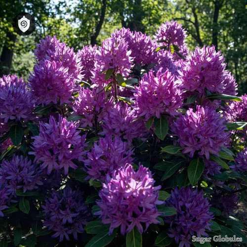 Rhododendron Ponticum sugar granules in precise orb format for energetic homeopathic (nonmedical) pellet presentation