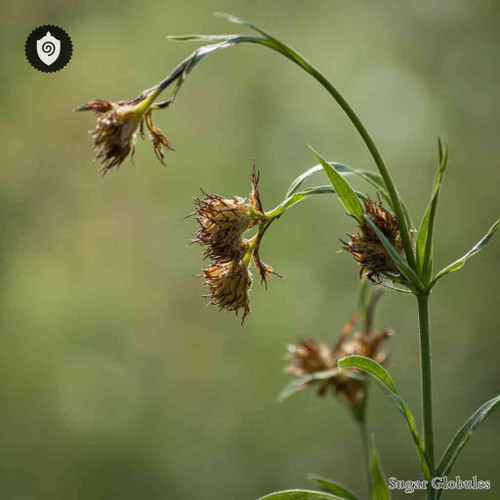 Rhynchospora Secalis sugar spheres in orb format for energetic homeopathic (nonmedical) remedy presentation and dry storage