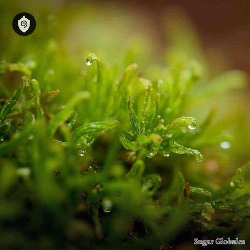 Rhytidiadelphus Squarrosus sugar spheres in dense pellet form for energetic homeopathic (nonmedical) dry storage and presentation