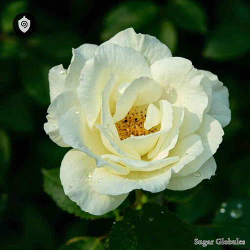 Rosa Blanca sugar spheres in precise orb shape for energetic homeopathic (nonmedical) dry-form presentation and standardized dosing