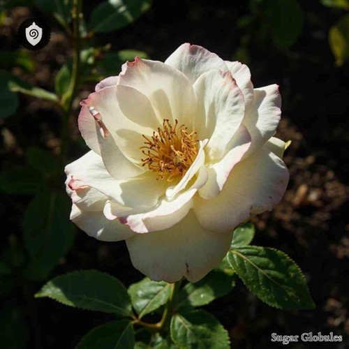 Rosa Bracteata sugar spheres in precise pellet format for energetic homeopathic (nonmedical) dry-form presentation and storage