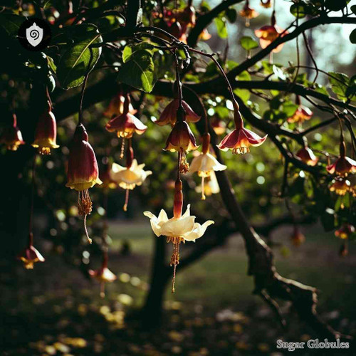 Royena Lucida sugar granules in precise orb format for energetic homeopathic (nonmedical) dry-form remedy presentation