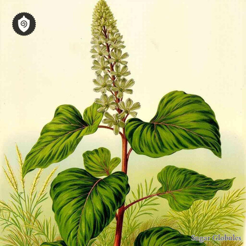 Rumex Alpinus sugar spheres in compact, uniform granule form for energetic homeopathic (nonmedical) dry-form packaging