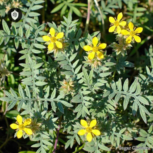 Ruta Graveolens sugar spheres in pellet form for energetic homeopathic (nonmedical) dry storage and presentation