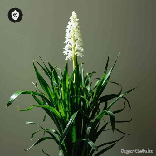 Sabadilla - Schoenocaulon Officinale sugar spheres in consistent orb format for energetic homeopathic (nonmedical) dry-form presentation