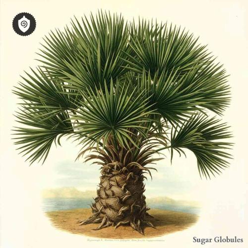 Sabal Serrulata - Serenoa Serrulata sugar spheres in orb format for energetic homeopathic (nonmedical) physical product presentation