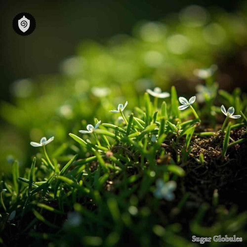 Sagina Subulata sugar spheres presented in consistent orb form for energetic homeopathic (nonmedical) dry formulation storage