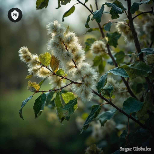 Salix Caprea sugar orbs in uniform pellet format for energetic homeopathic (nonmedical) dry-form presentation and storage