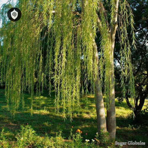 Salix Madagascariensis sugar granules in orb format for energetic homeopathic (nonmedical) physical remedy presentation