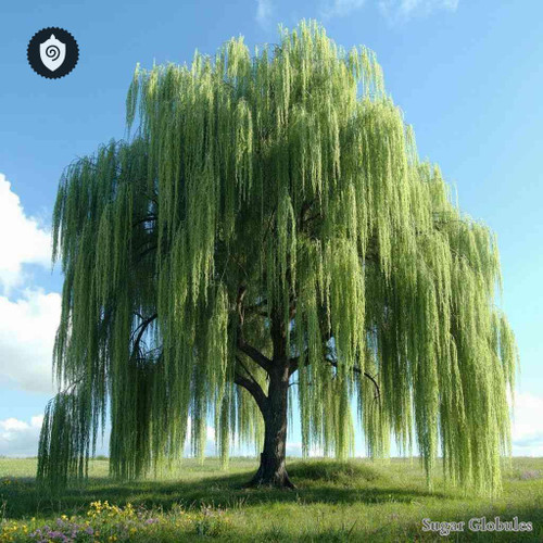 Salix Mollissima sugar spheres in uniform granule format for energetic homeopathic (nonmedical) dry-form physical presentation