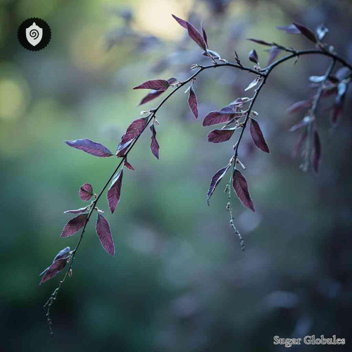 Salix Purpurea sugar spheres in spherical pellet form for energetic homeopathic (nonmedical) solid-form presentation