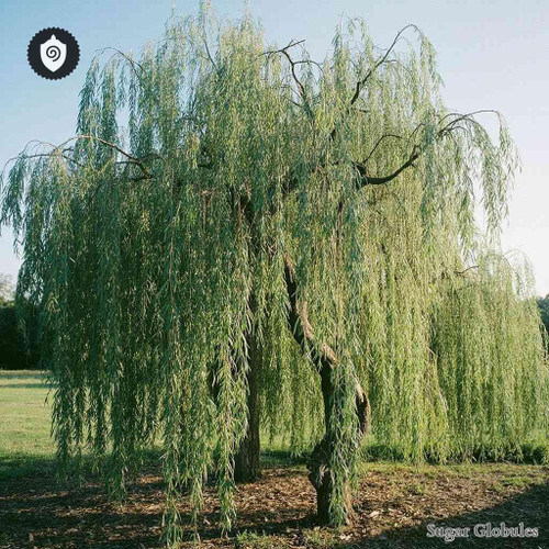 Salix Viminalis sugar spheres in spherical form for energetic homeopathic (nonmedical) dry-form presentation and standard storage