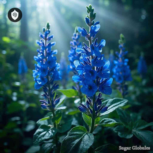 Salvia Nubicola sugar spheres in uniform orb format for energetic homeopathic (nonmedical) dry-form presentation and storage