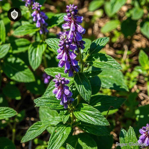 Salvia Officinalis E Floribus sugar granules in spherical form for energetic homeopathic (nonmedical) dry-form presentation