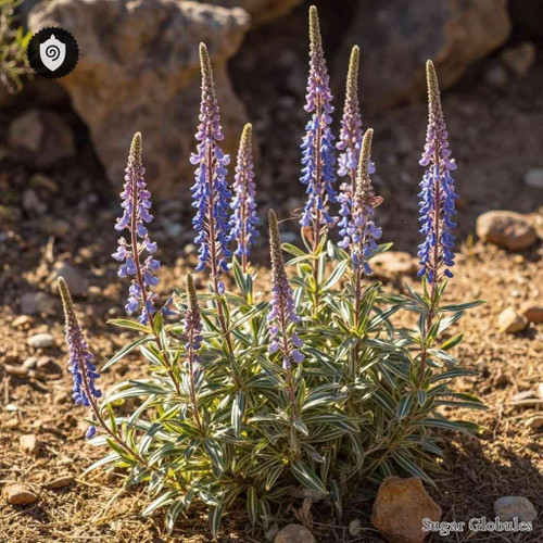 Salvia Sonomensis sugar granules in consistent orb format for energetic homeopathic (nonmedical) physical remedy presentation