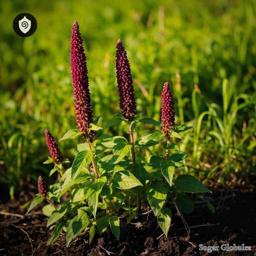 Sanguisorba Officinalis sugar spheres in standard orb form for energetic homeopathic (nonmedical) dry-format presentation