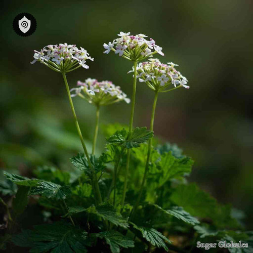 Sanicula Europaea sugar spheres in uniform orb form for energetic homeopathic (nonmedical) remedy presentation and dry storage