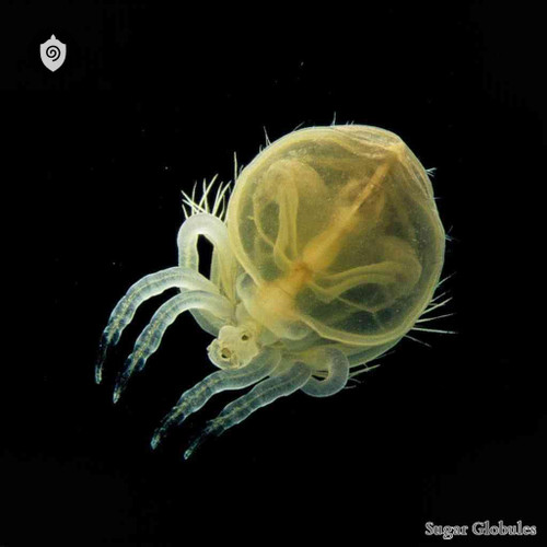 Sarcoptes Canis sugar granules in spherical form for energetic homeopathic (nonmedical) dry-form presentation and uniform dosing