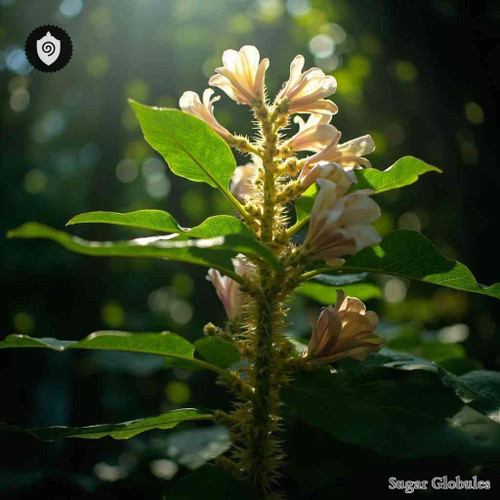 Saurauia Montana sugar granules in orb form for structured energetic homeopathic (nonmedical) dry-form presentation