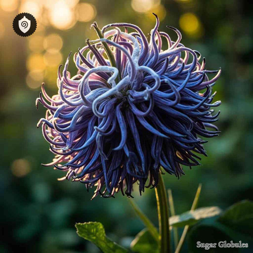 Saussurea Medusa sugar orbs in compact pellet form for energetic homeopathic (nonmedical) dry-form presentation and physical remedy listing