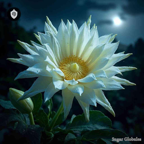 Saussurea Obvallata sugar spheres in pellet form for energetic homeopathic (nonmedical) solid format and dry storage presentation