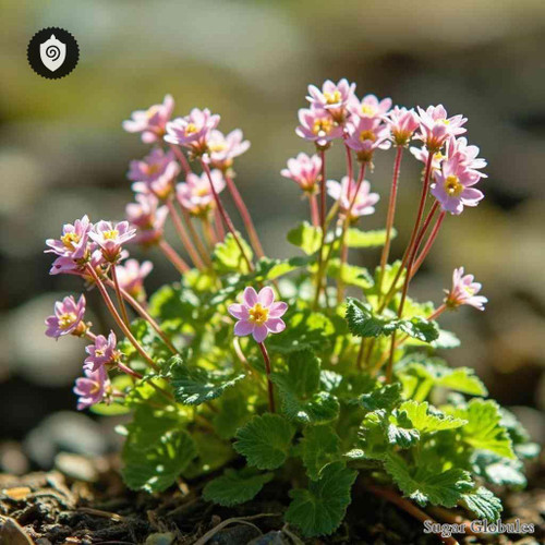 Saxifraga Brunonis sugar spheres in compact orb format for energetic homeopathic (nonmedical) dry-form presentation and storage
