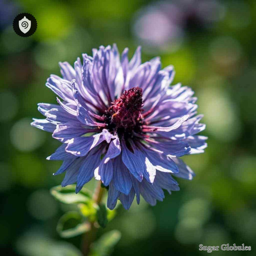 Scabiosa Columbaria sugar granules in orb format for energetic homeopathic (nonmedical) dry-form presentation and physical remedy showing