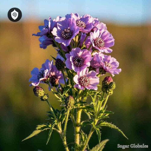 Scabiosa Succisa sugar spheres in standard dry orb format for energetic homeopathic (nonmedical) product presentation