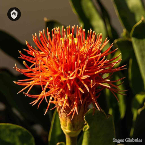 Scadoxus Puniceus sugar granules in orb format for energetic homeopathic (nonmedical) dry-form presentation and uniform pellet display