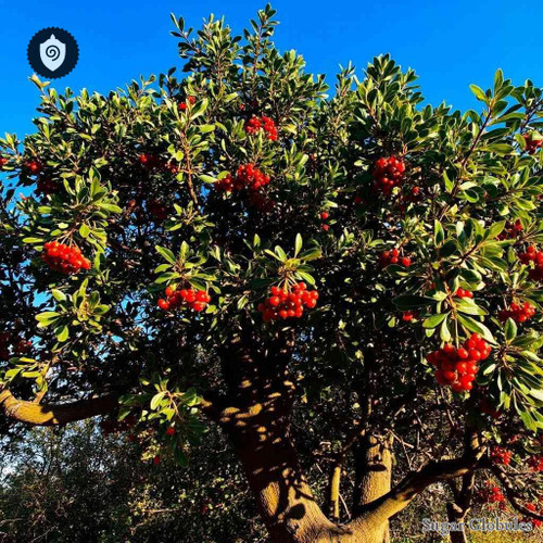 Schinus Terebinthifolius sugar spheres in uniform orb format for energetic homeopathic (nonmedical) dry-form presentation