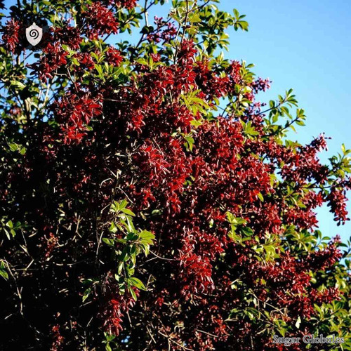 Schotia Brachypetala sugar granules in spherical form for energetic homeopathic (nonmedical) solid preparation and dry storage