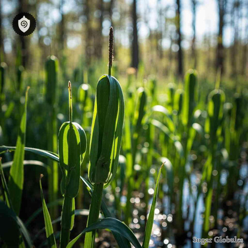 Scirpus Atrovirens sugar spheres in compact granule form for energetic homeopathic (nonmedical) dry-form presentation