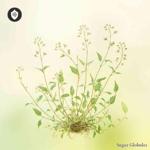 Scleranthus Annus sugar spheres in pellet form for energetic homeopathic (nonmedical) dry-form presentation and storage