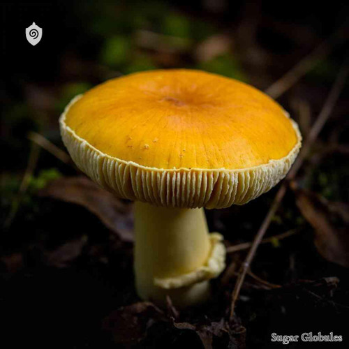 Scleroderma Citrinum sugar spheres in precise orb format for energetic homeopathic (nonmedical) dry-form presentation and physical examination