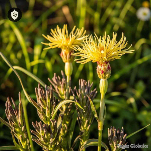 Scorzonera Hispanica sugar spheres in dry pellet format for energetic homeopathic (nonmedical) remedy presentation and storage