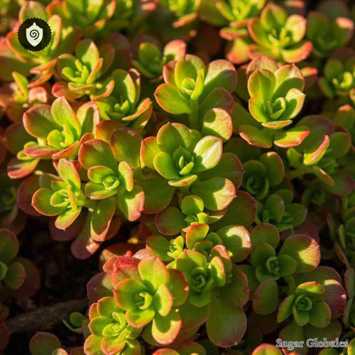 Sedum Repens sugar spheres in consistent orb format for energetic homeopathic (nonmedical) dry-form presentation and storage