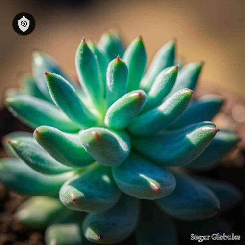 Sedum Sediforme sugar spheres in pellet form for energetic homeopathic (nonmedical) physical presentation and dry storage