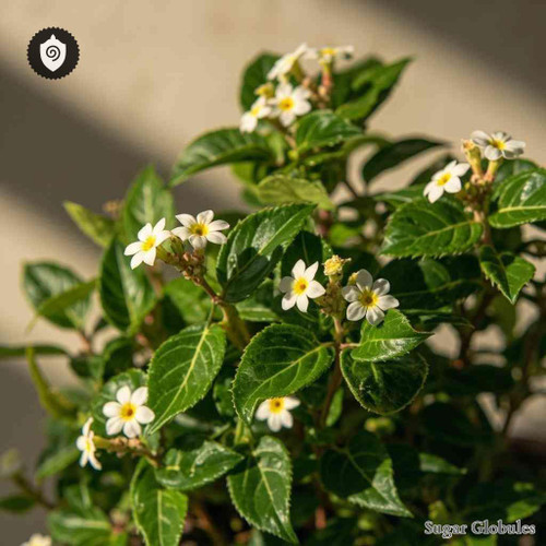 Selliera Radicans sugar spheres in uniform orb form for energetic homeopathic (nonmedical) dry-form remedy presentation