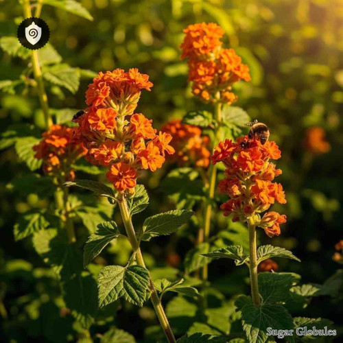 Senecio Aurantiacus sugar granules in uniform orb format for energetic homeopathic (nonmedical) dry-form presentation