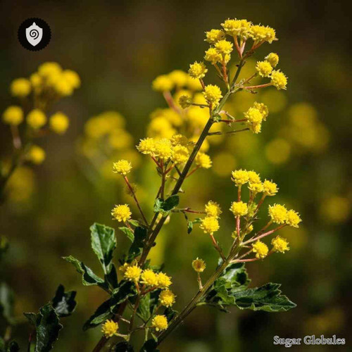 Senecio Jacobea Tyria Jacobaea sugar spheres in orb format for energetic homeopathic (nonmedical) dry-form presentation
