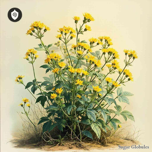 Senecio Vulgaris sugar spheres in precise orb form for energetic homeopathic (nonmedical) dry storage and physical remedy presentation