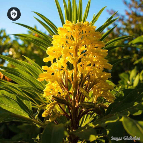 Senna Alata sugar granules in precise orb format for energetic homeopathic (nonmedical) dry-form presentation and storage