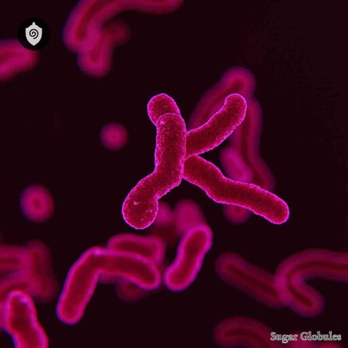 Serratia Marcescens sugar spheres in precise orb format for energetic homeopathic (nonmedical) remedy presentation in dry form