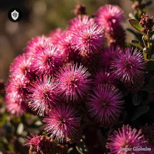 Serruria Fucifolia sugar granules in spherical form for energetic homeopathic (nonmedical) dry storage and physical presentation