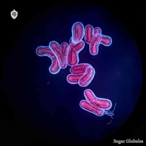 Shigella Sonnei sugar spheres in dry orb format for energetic homeopathic (nonmedical) preparation and standard pellet presentation