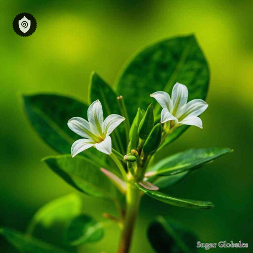 Sida Cordifolia - Flos Sidae sugar spheres in precision orb format for energetic homeopathic (nonmedical) physical presentation